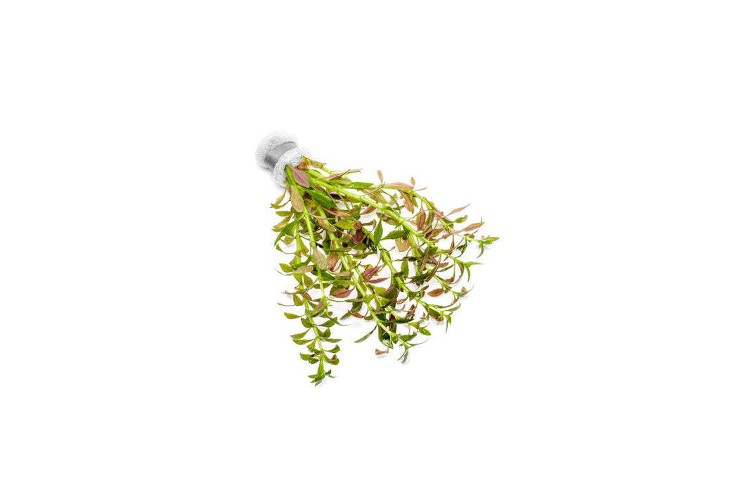 Limnophila Aromatica Mini