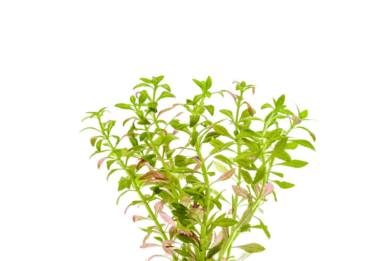 Limnophila Aromatica Mini Aquatic Plant - Buce Plant