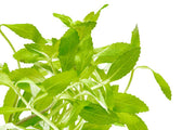Healthy Limnophila Belem aquatic plant from CPA with lush green stems and delicate leaves for freshwater aquariums.