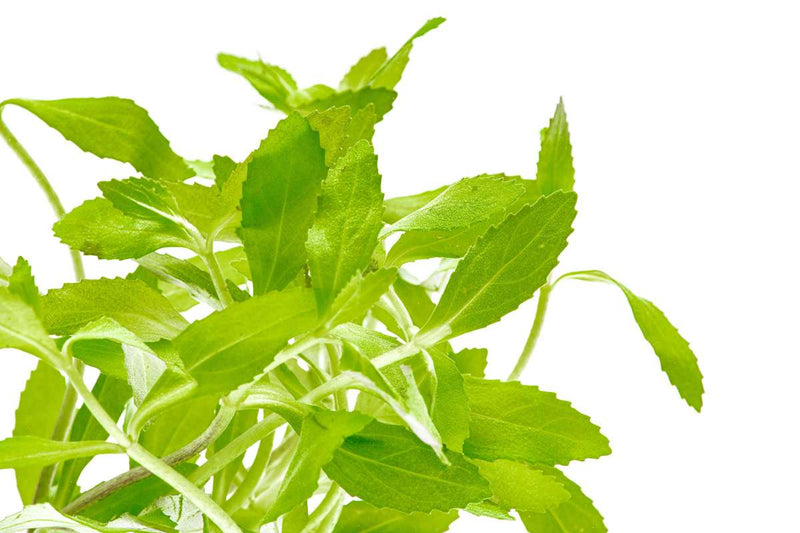 Healthy Limnophila Belem aquatic plant from CPA with lush green stems and delicate leaves for freshwater aquariums.
