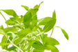 Healthy Limnophila Belem aquatic plant from CPA with lush green stems and delicate leaves for freshwater aquariums.