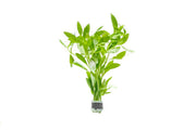 Healthy Limnophila Belem aquatic plant from CPA with bright green, bushy foliage ideal for freshwater aquariums.