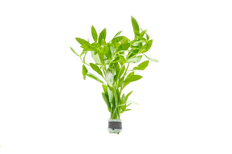 Healthy Limnophila Belem aquatic plant from CPA with bright green, bushy foliage ideal for freshwater aquariums.