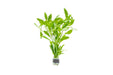 Healthy Limnophila Belem aquatic plant from CPA with bright green, bushy foliage ideal for freshwater aquariums.