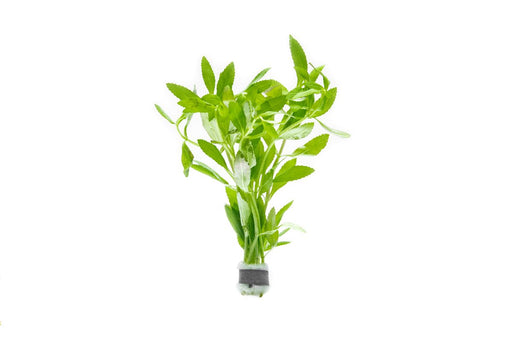 Healthy Limnophila Belem aquatic plant from CPA with bright green, bushy foliage ideal for freshwater aquariums.