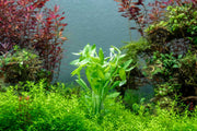 Healthy Limnophila Belem aquatic plant from CPA with vibrant green, fine leaves suitable for freshwater aquariums.