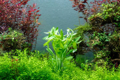 Healthy Limnophila Belem aquatic plant from CPA with vibrant green, fine leaves suitable for freshwater aquariums.