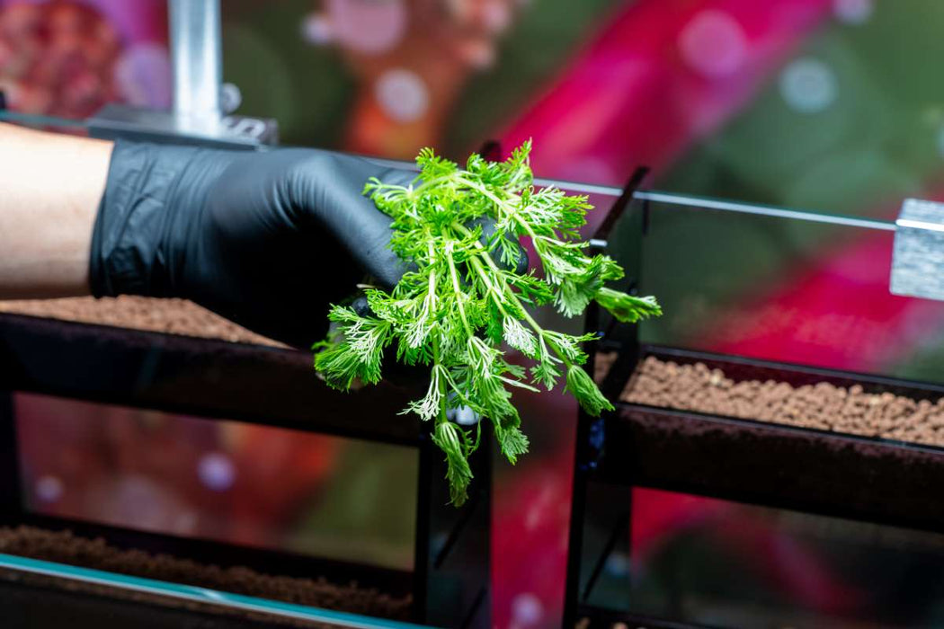 Limnophila Heterophylla