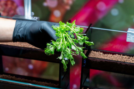 Limnophila Heterophylla