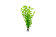 Limnophila Heterophylla Aquatic Plant - Buce Plant