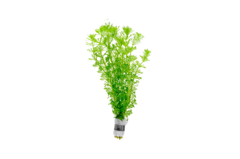 Limnophila Heterophylla Aquatic Plant - Buce Plant