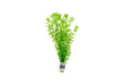 Healthy Limnophila Heterophylla aquatic plant from ACW, showcasing vibrant green stems and delicate leaf clusters.