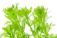 Healthy Limnophila Heterophylla aquatic plant from ACW, with vibrant green, fine-leaved stems suitable for freshwater aquariums.