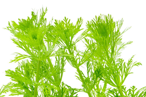 Healthy Limnophila Heterophylla aquatic plant from ACW, with vibrant green, fine-leaved stems suitable for freshwater aquariums.
