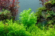 Limnophila Heterophylla Aquatic Plant - Buce Plant