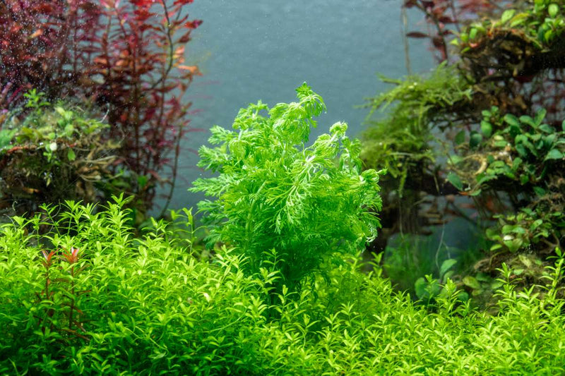 Limnophila Heterophylla Aquatic Plant - Buce Plant