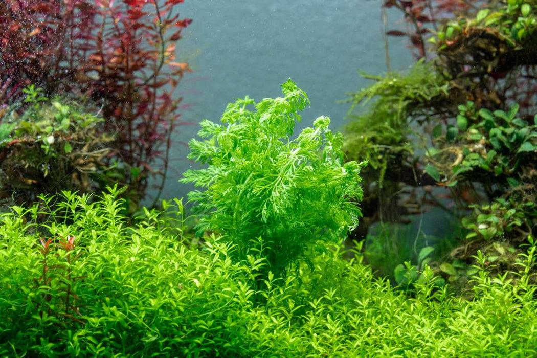 Healthy Limnophila Heterophylla aquatic plant from ACW, showing lush green stems and delicate leaves for freshwater aquariums.