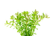 Limnophila Mini Vietnam Aquatic Plant - Buce Plant