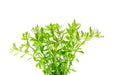 Healthy Limnophila Mini Vietnam aquatic plant from CPA, showcasing vibrant green stems and delicate foliage for freshwater aquariums.