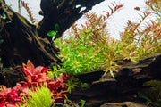 Limnophila Mini Vietnam Aquatic Plant - Buce Plant