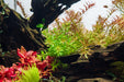 Healthy Limnophila Mini Vietnam aquatic plant from CPA with vibrant green, fine leaves suitable for freshwater aquariums.