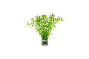 Limnophila Mini Vietnam Aquatic Plant - Buce Plant
