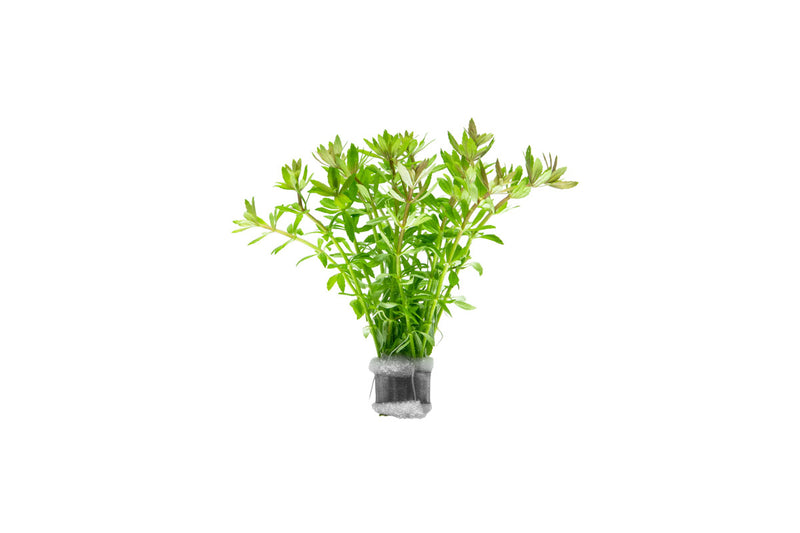 Limnophila Mini Vietnam Aquatic Plant - Buce Plant