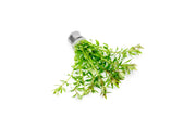 Limnophila Mini Vietnam Aquatic Plant - Buce Plant