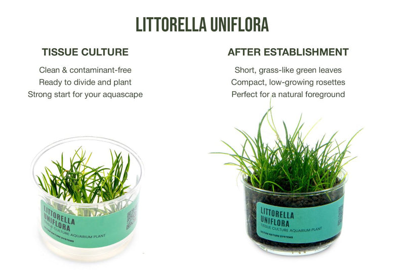 Littorella Uniflora UNS Tissue Culture
