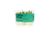 Littorella Uniflora UNS Tissue Culture Tissue Culture - Buce Plant