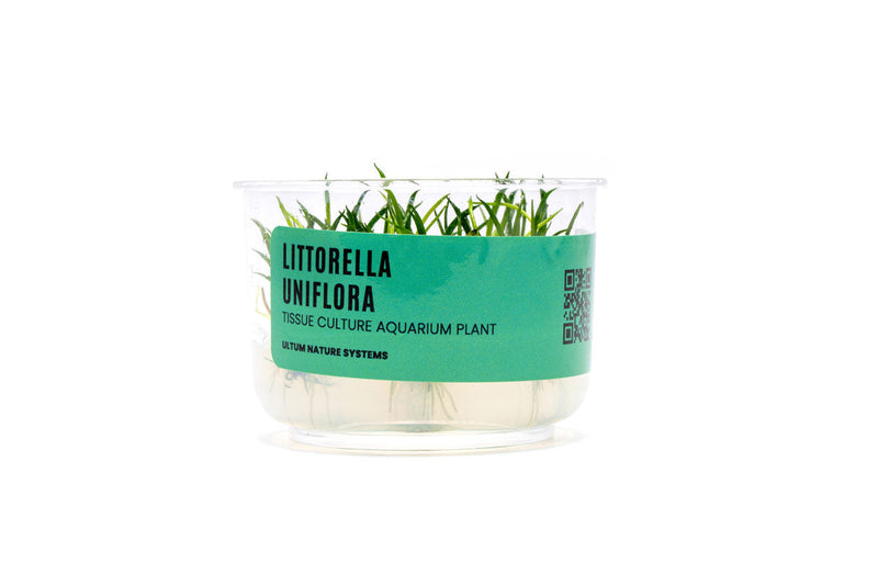 Littorella Uniflora UNS Tissue Culture Tissue Culture - Buce Plant