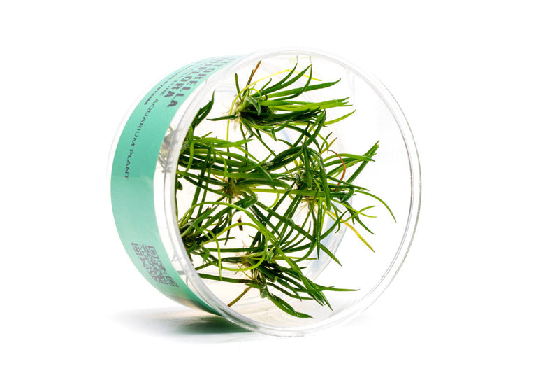 Littorella Uniflora UNS Tissue Culture Tissue Culture - Buce Plant