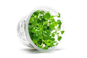 Lobelia Cardinalis Mini Aquatic Farmer Tissue Culture Aquatic Plant - Buce Plant