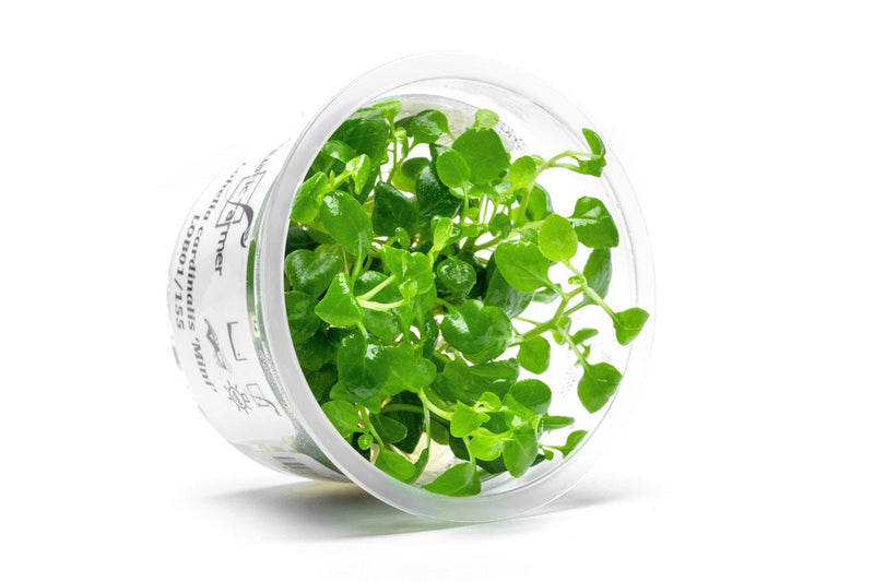 Lobelia Cardinalis Mini Aquatic Farmer Tissue Culture Aquatic Plant - Buce Plant