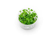 Lobelia Cardinalis Mini Aquatic Farmer Tissue Culture Aquatic Plant - Buce Plant
