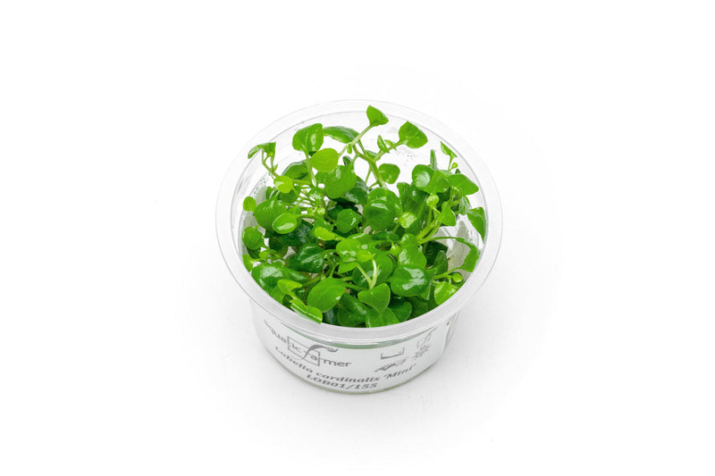 Lobelia Cardinalis Mini Aquatic Farmer Tissue Culture Aquatic Plant - Buce Plant