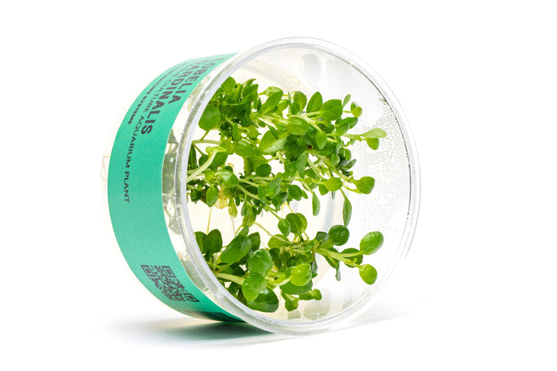 Lobelia Cardinalis UNS Tissue Culture Aquatic Plant - Buce Plant