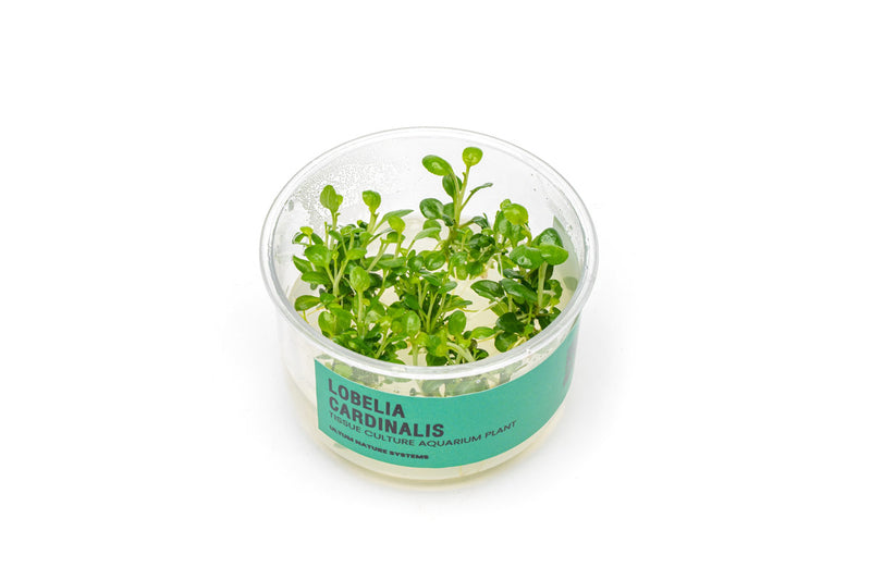 Lobelia Cardinalis UNS Tissue Culture Aquatic Plant - Buce Plant