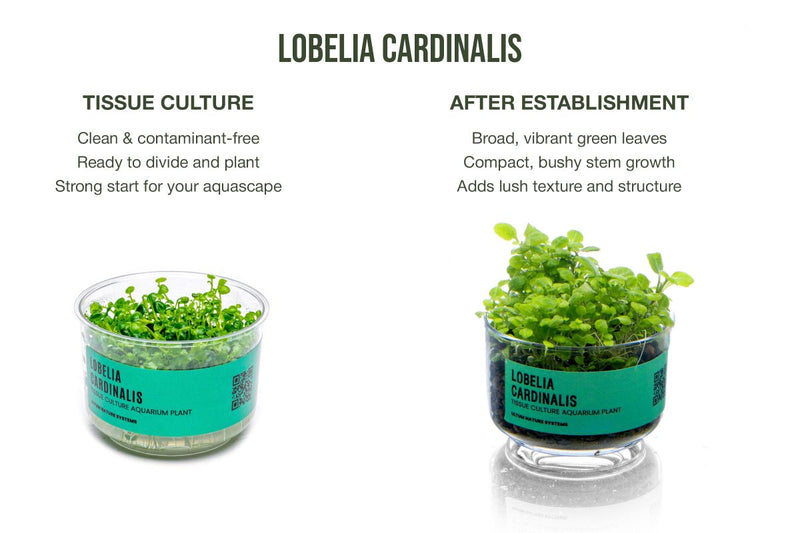 Lobelia Cardinalis UNS Tissue Culture