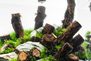 Log Wood Driftwood - Buce Plant