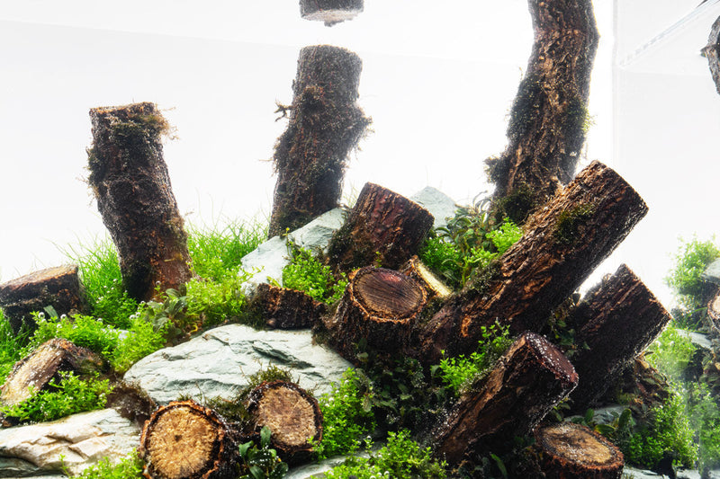 Log Wood Driftwood - Buce Plant