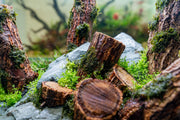 Log Wood Driftwood - Buce Plant