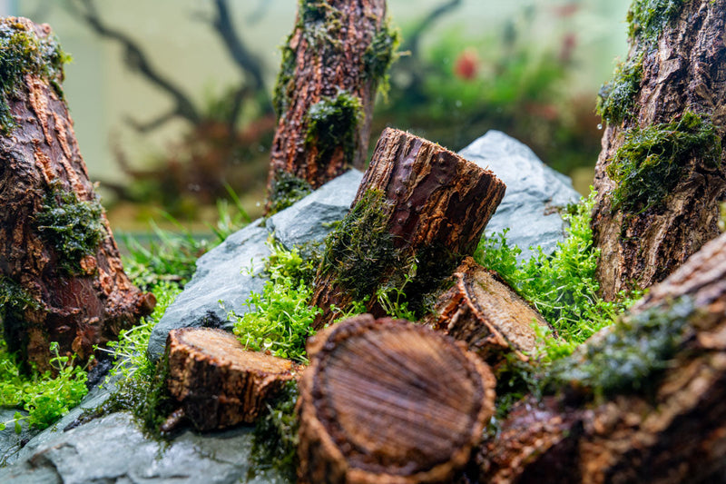 Log Wood Driftwood - Buce Plant