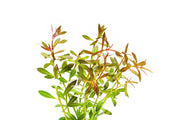 Ludwigia Arcuata Aquatic Plant - Buce Plant