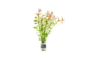 Ludwigia Arcuata Aquatic Plant - Buce Plant