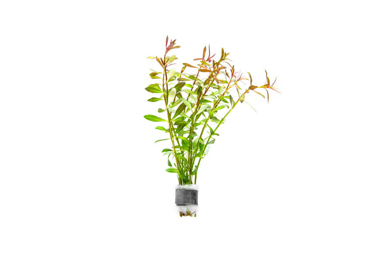 Ludwigia Arcuata Aquatic Plant - Buce Plant