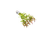 Ludwigia Arcuata Aquatic Plant - Buce Plant