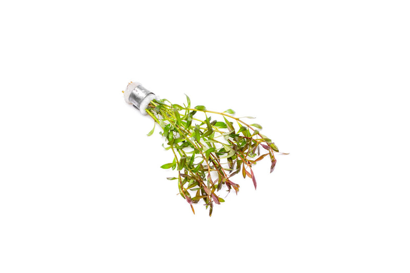 Ludwigia Arcuata Aquatic Plant - Buce Plant