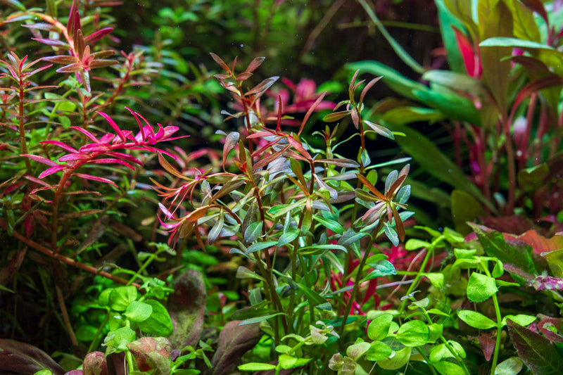 Dutch Stem Plant Pack Aquatic Plant - Buce Plant