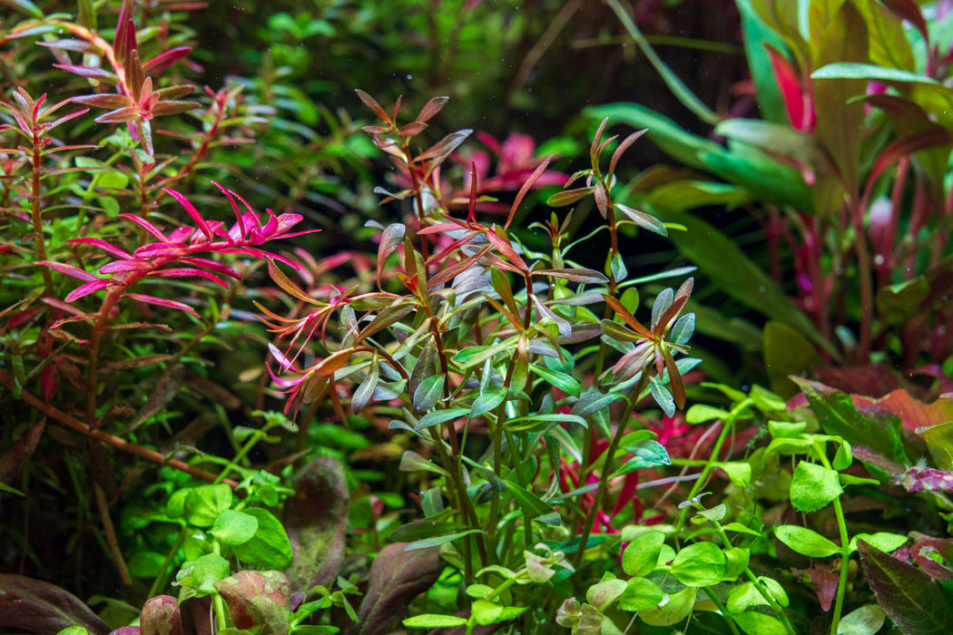 Ludwigia Arcuata